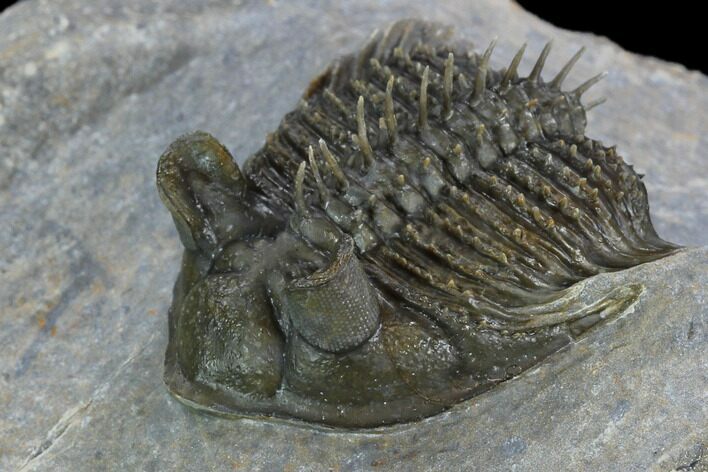 Tower Eyed Erbenochile Trilobite - Top Quality #128955